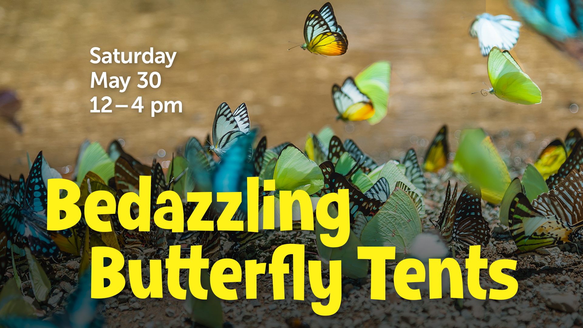 different colored butterflies